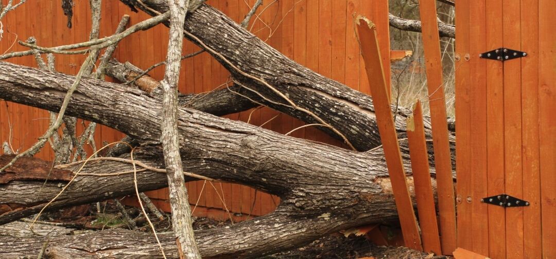 Storm-damaged tree trunks and branches fallen against a wooden fence, causing broken panels and property damage.
