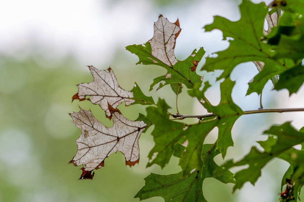 ArborPro Common Tree Diseaes in Hickory NC and How To Spot Them