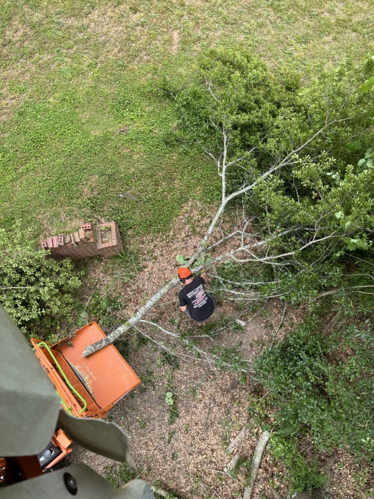 ArborPro Tree Removal Services Newton NC