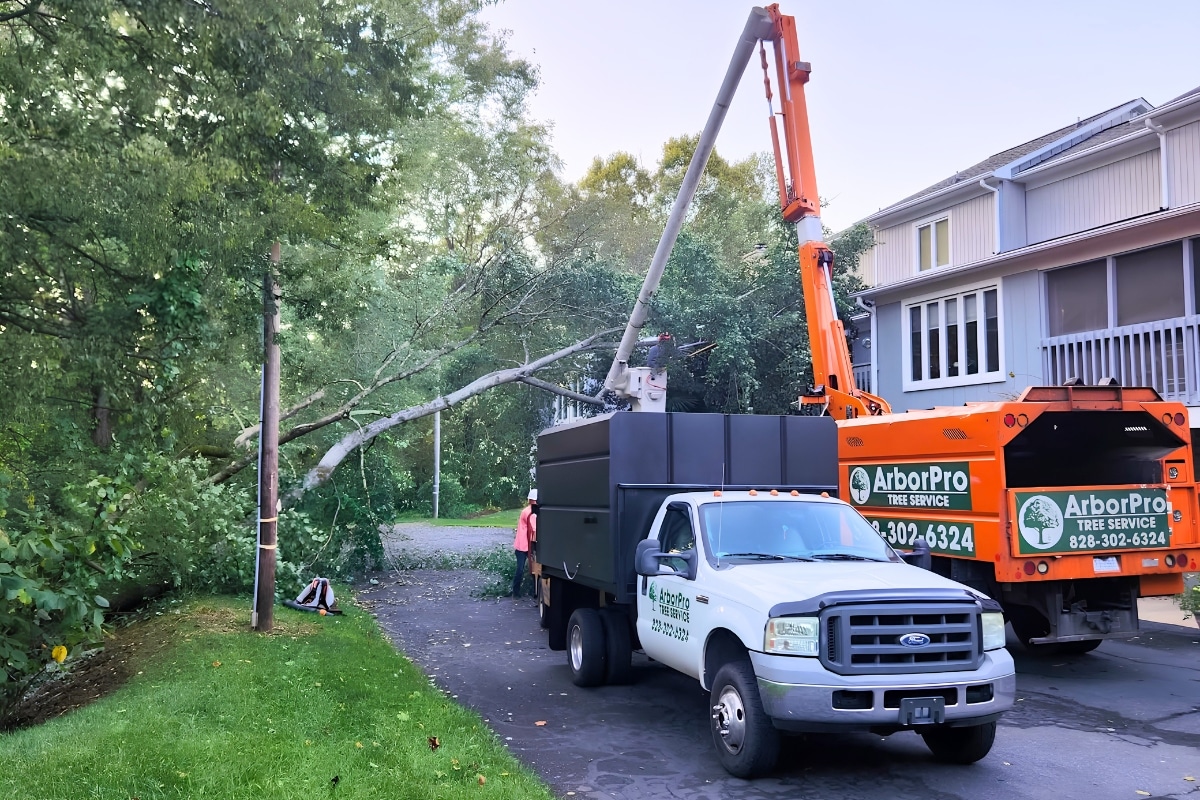 ArborPro Tree Service North Carolina Tree Care in Western North Carolina Important Considerations Commercial Project