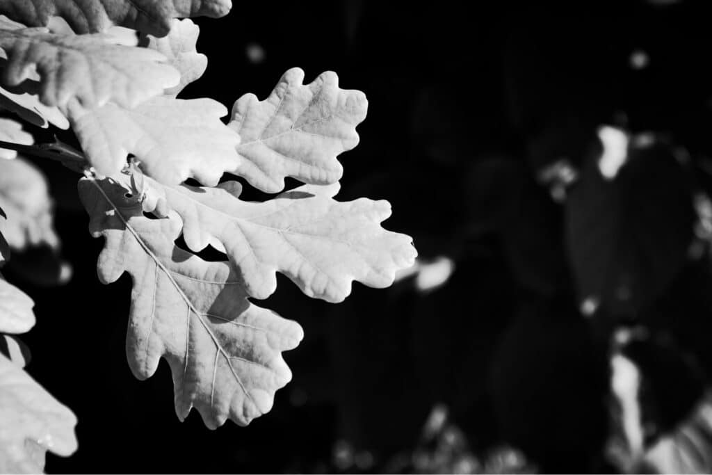 ArborPro Tree Service Oak Tree Leaves Texture D L