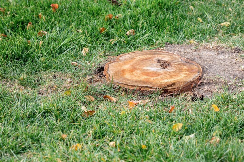 ArborPro Why Tree Stumps Are a Bigger Problem Than You Think in Hickory NC Yards