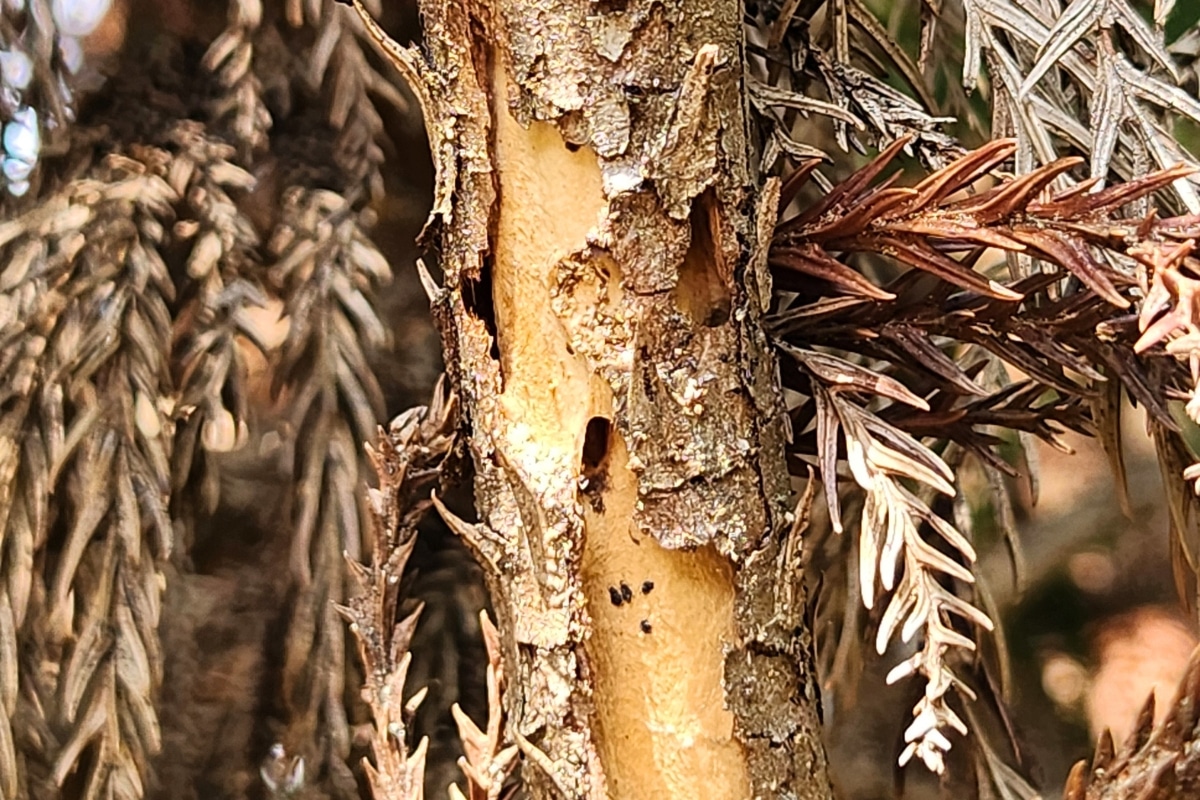 Arborist Assessment and Evaluation Services Bark Beetles and Borer Damage ArborPro Tree Service North Carolina