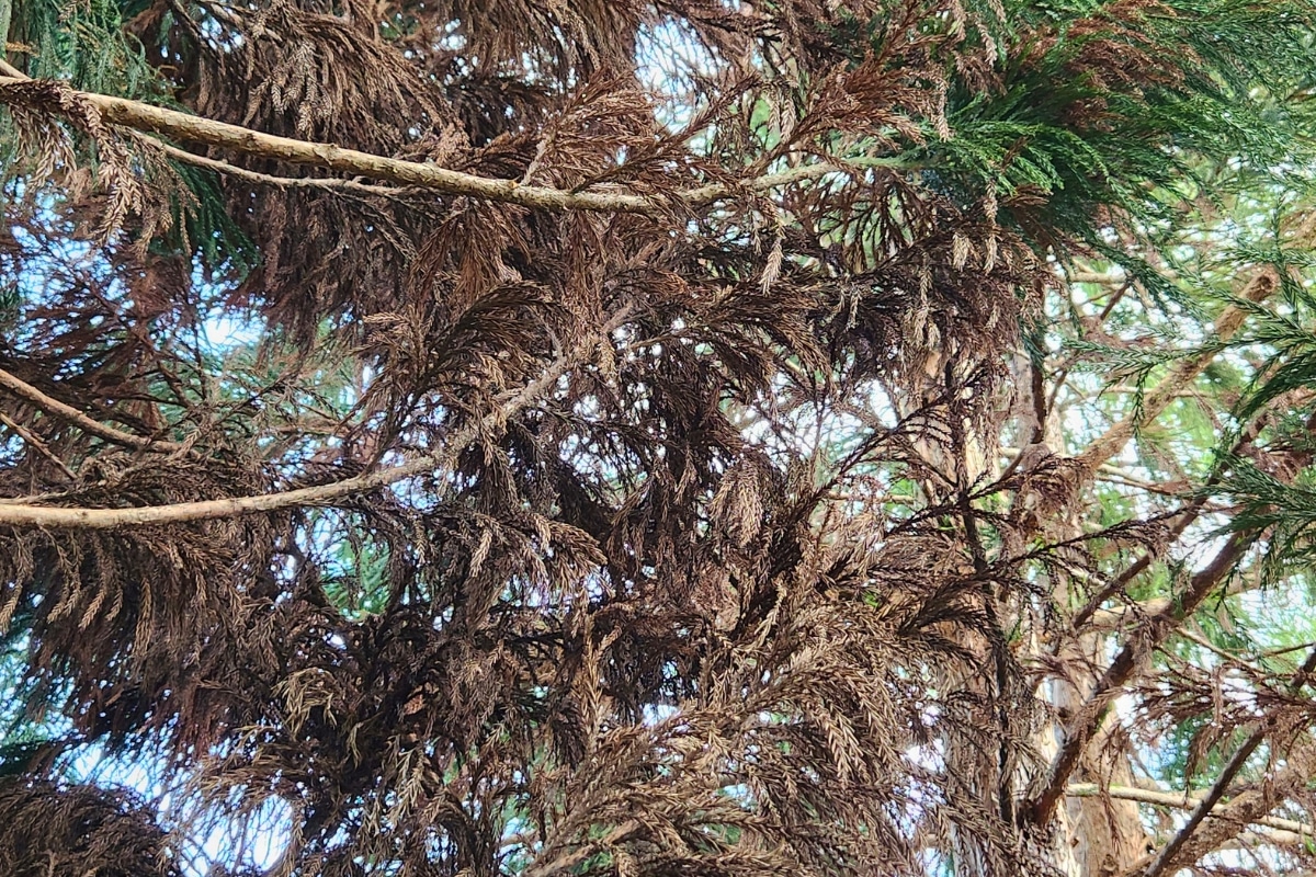 Arborist Assessment and Evaluation Services Canopy Dieback and Browning ArborPro Tree Service North Carolina