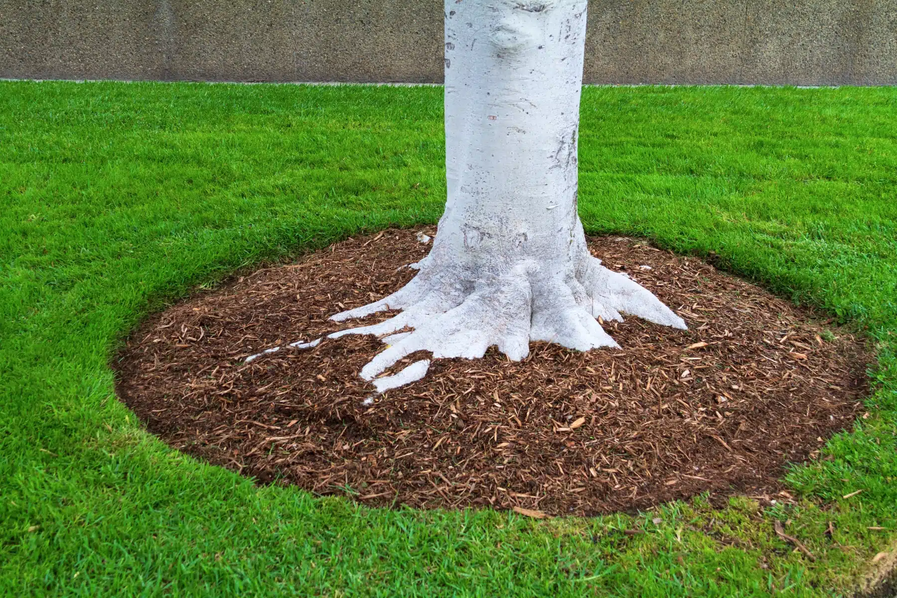 Arborist Assessment and Evaluation Services Plant Health Care Inspection ArborPro Tree Service North Carolina