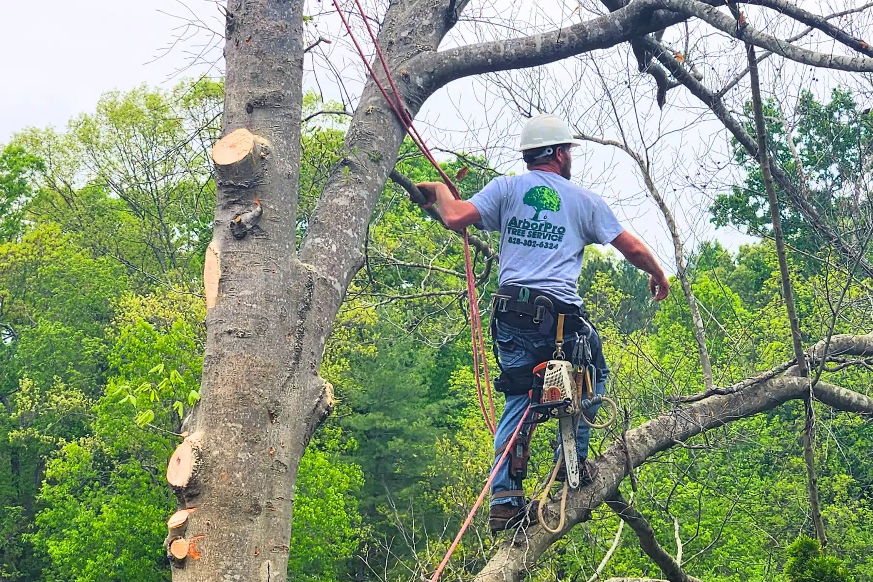 Arborist Services Climber Safety ArborPro Tree Service North Carolina