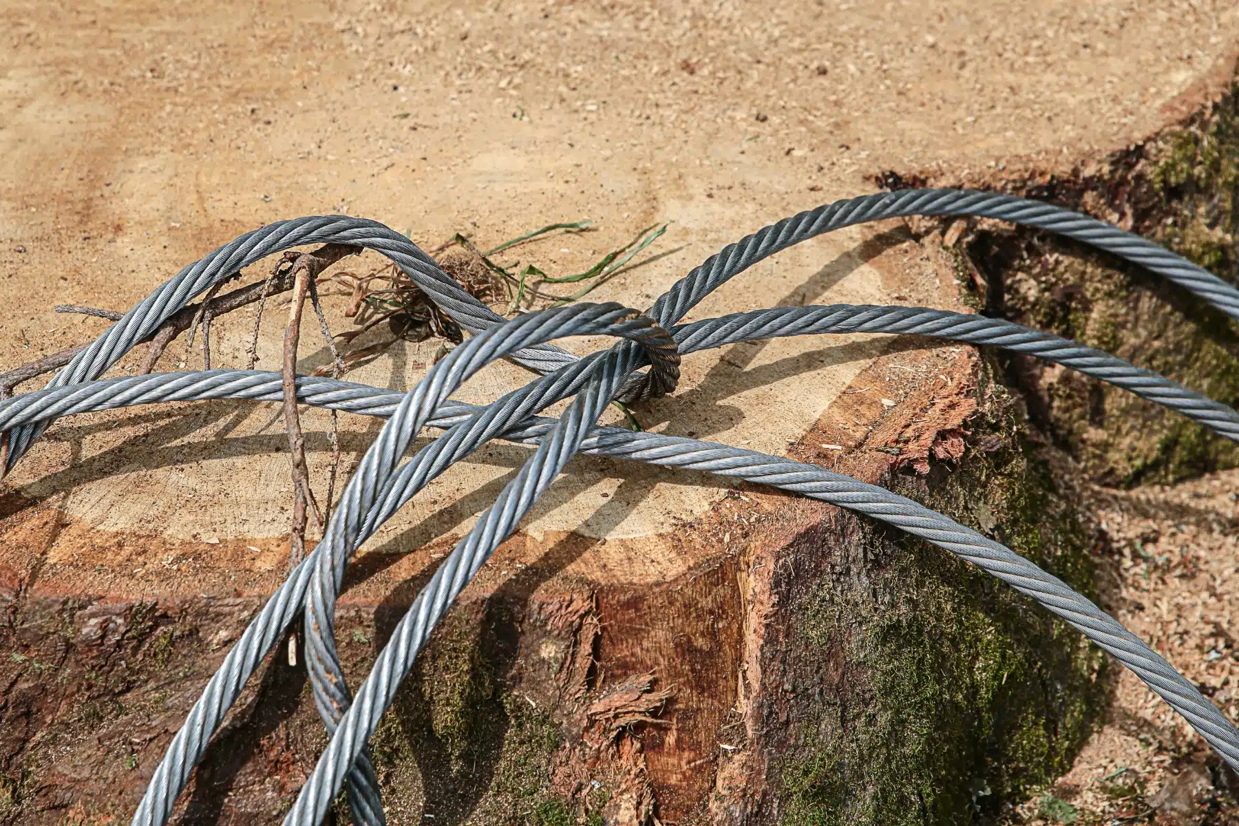 Cabling & Bracing Services Quality Materials ArborPro Tree Service North Carolina