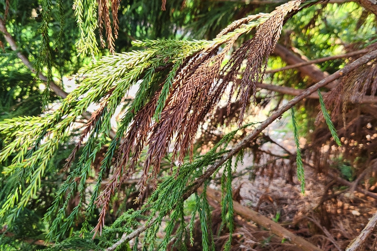 Expert Arborist Assessment and Evaluation Services Canopy Dieback and Browning ArborPro Tree Service North Carolina