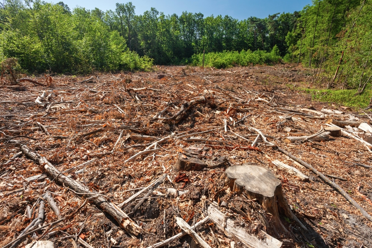 Local Lot Clearing Services ArborPro Tree Service North Carolina