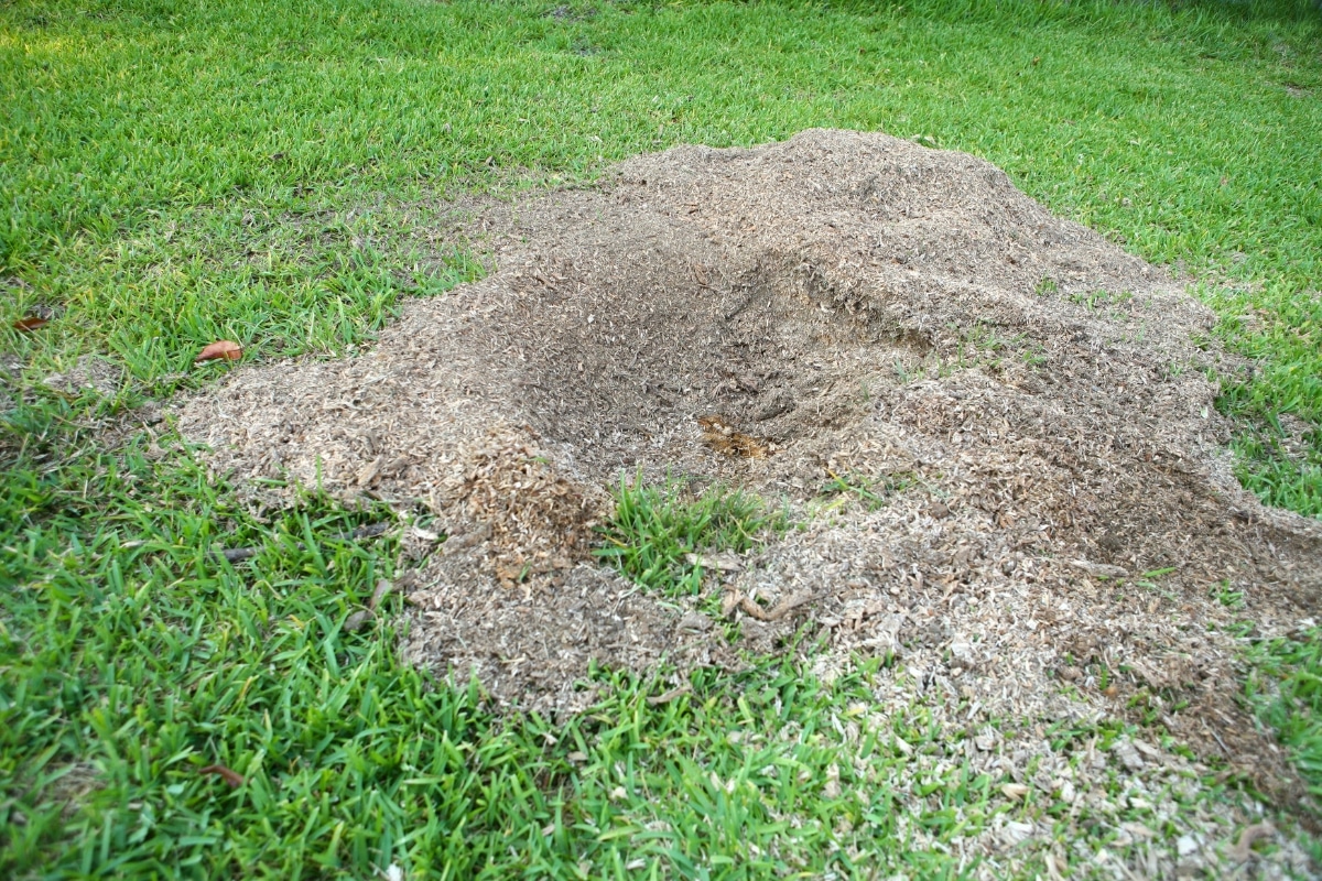 Local Project After Results Stump Grinding and Removal ArborPro Tree Service North Carolina