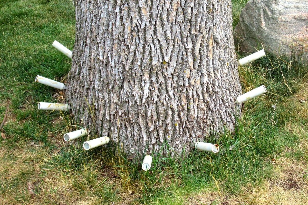 Plant Health Care Services High Volume Tree Trunk Infusion ArborPro Tree Service North Carolina