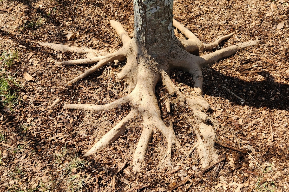 Plant Health Care Services Root Collar Excavation ArborPro Tree Service North Carolina