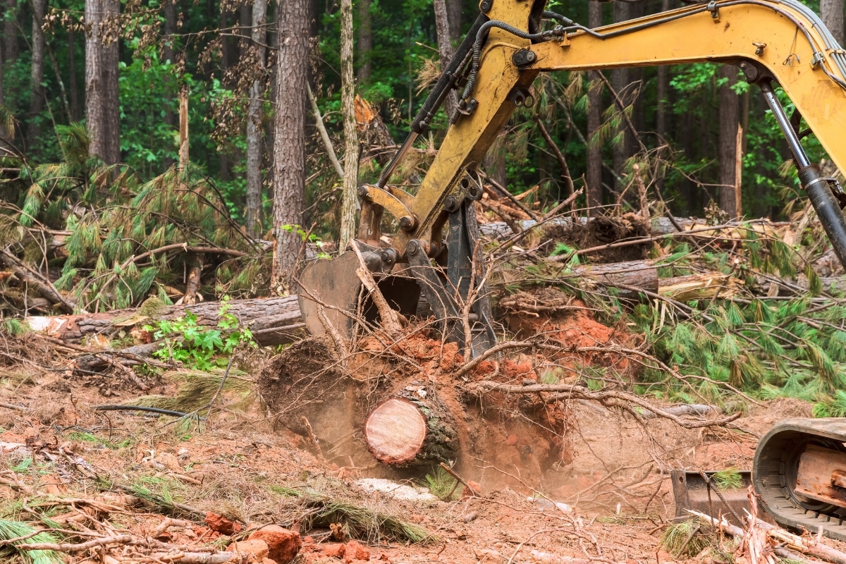 Professional Lot Clearing Services Tree Removal ArborPro Tree Service North Carolina