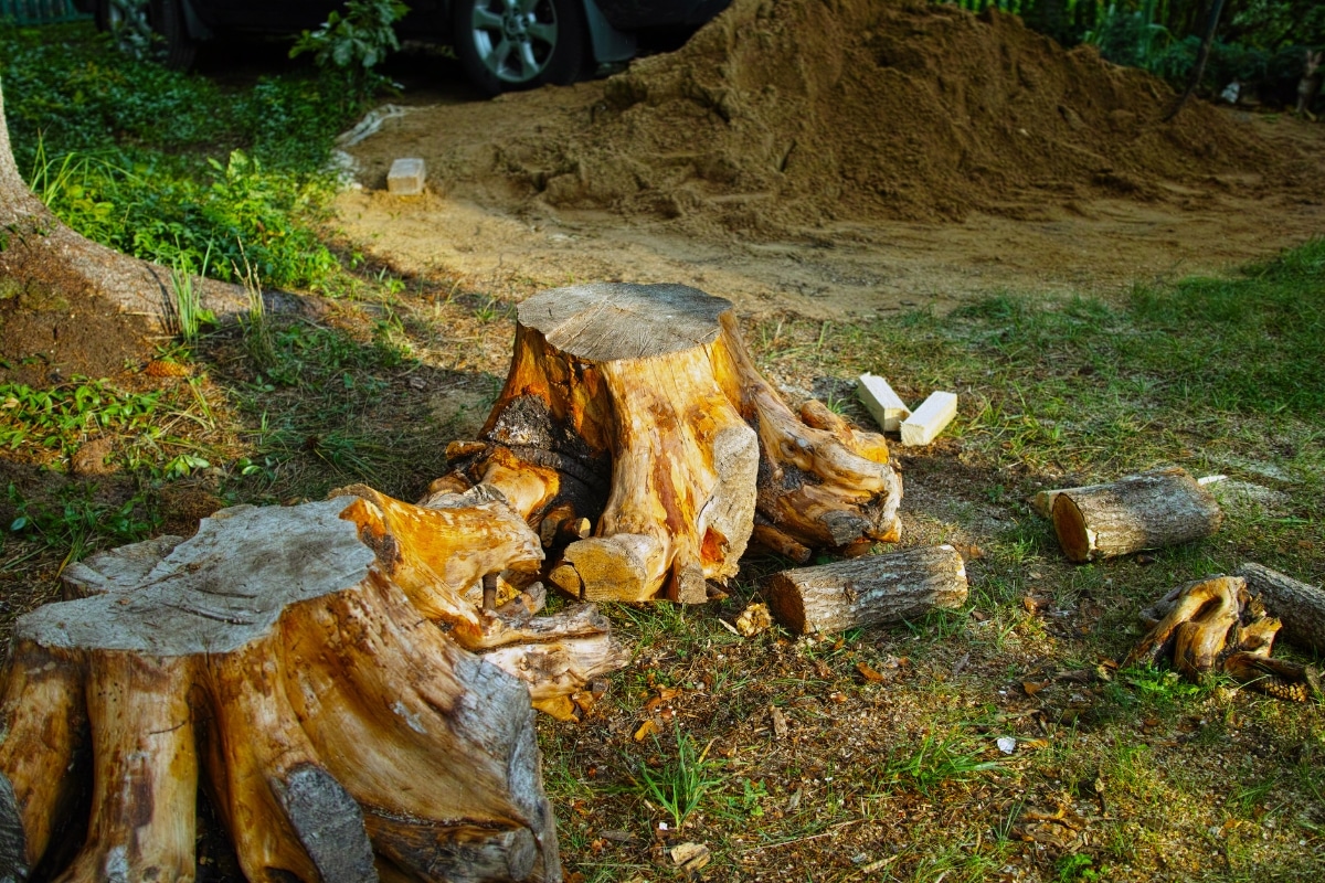 Professional Stump Grinding Services Stump Removal After Results ArborPro Tree Service North Carolina