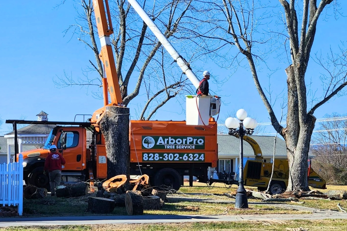 Professional Tree Care Services Common Signs You Need Expert Tree Care Assistance ArborPro Tree Service North Carolina