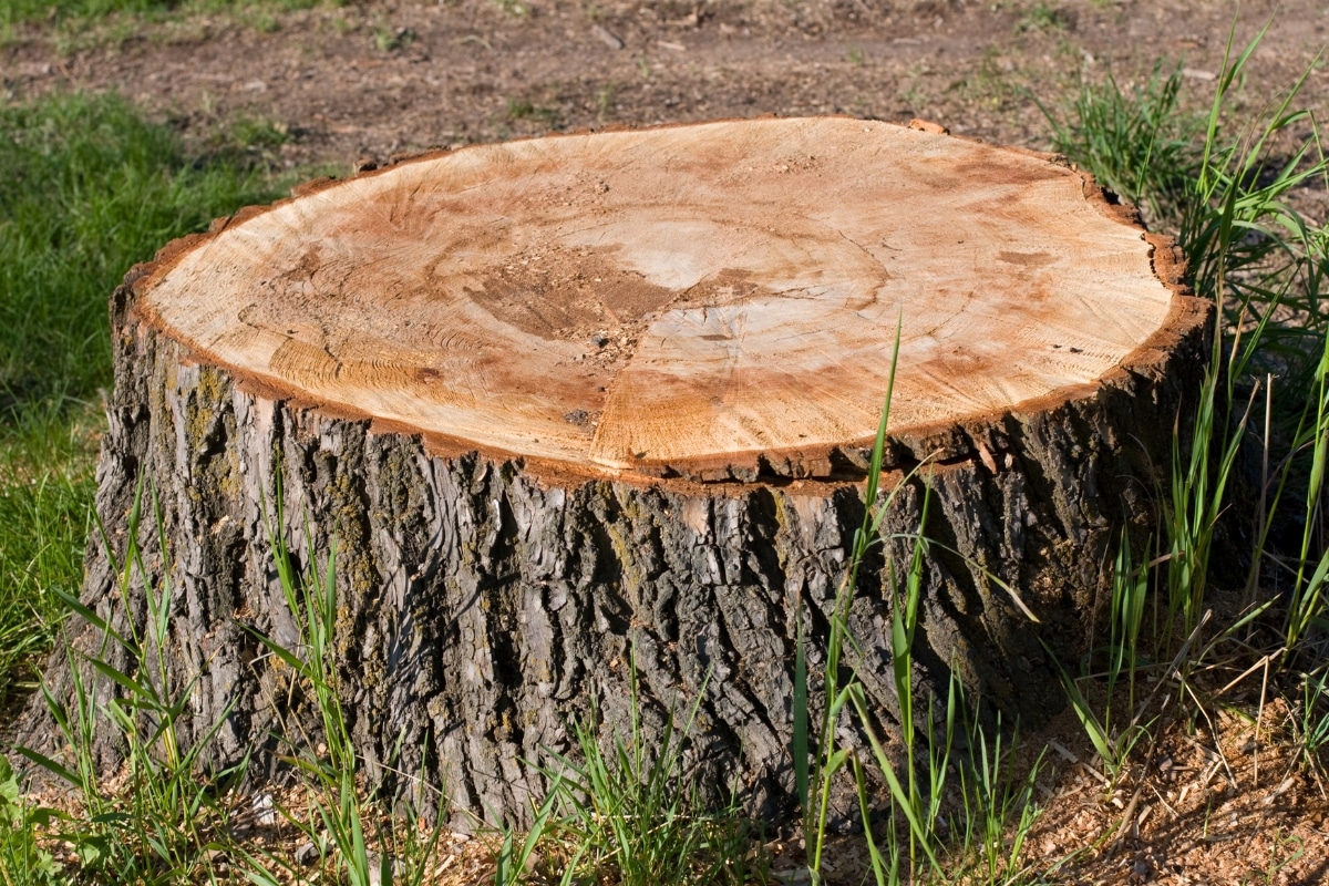 Residential Landscape Large Stump Removal After ArborPro Tree Service North Carolina