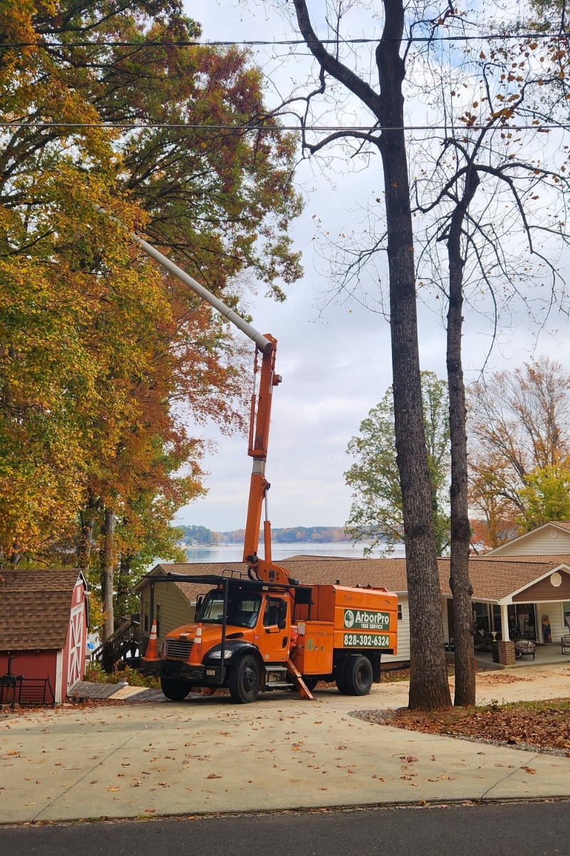 Signs You Need Expert Tree Service ArborPro Tree Service North Carolina