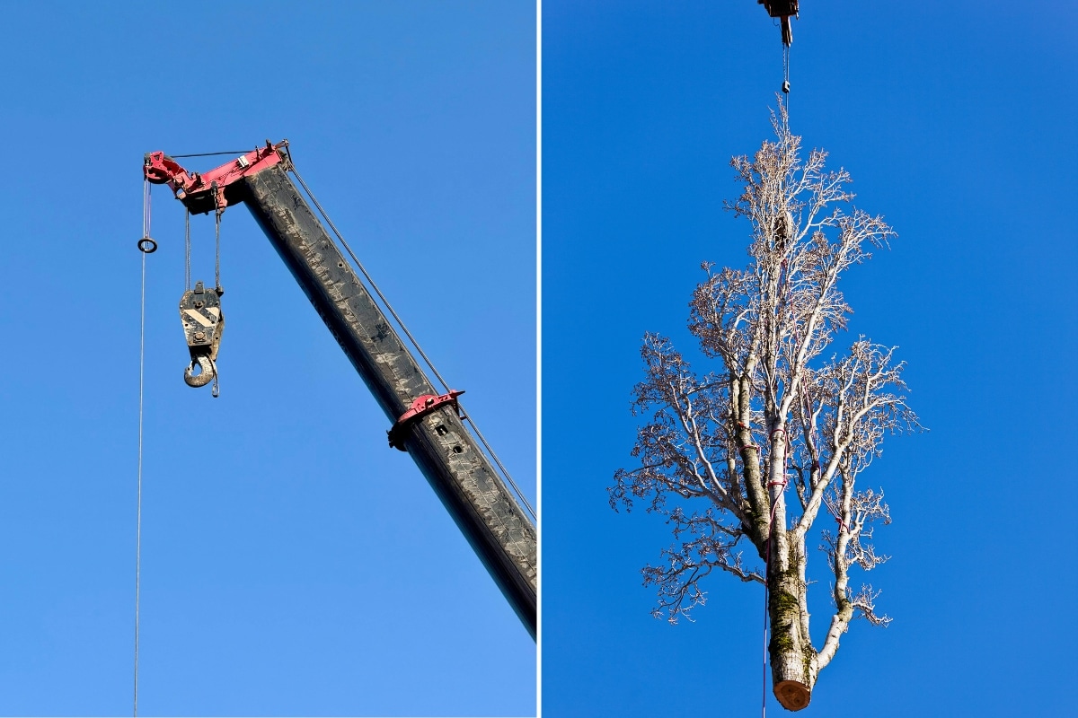 Tree Removal Services Crane Assisted ArborPro Tree Service North Carolina