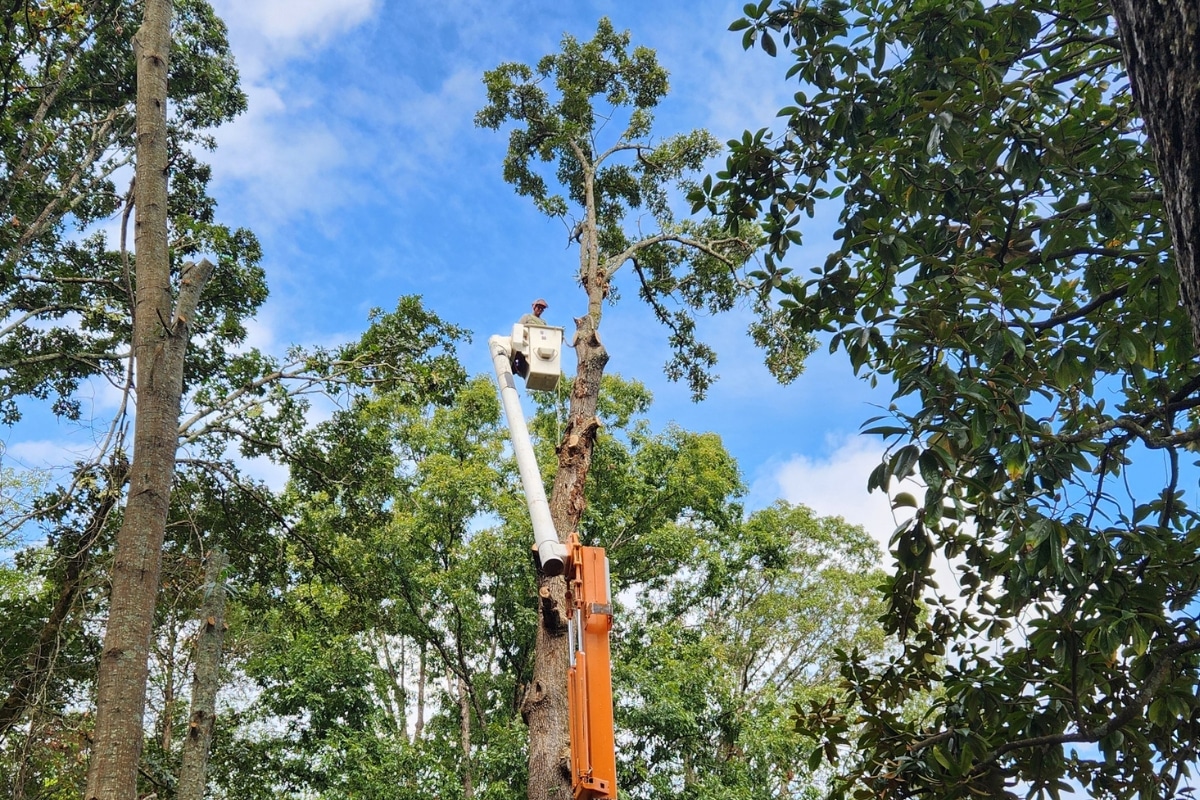 Tree Removal Services Safety First ArborPro Tree Service North Carolina