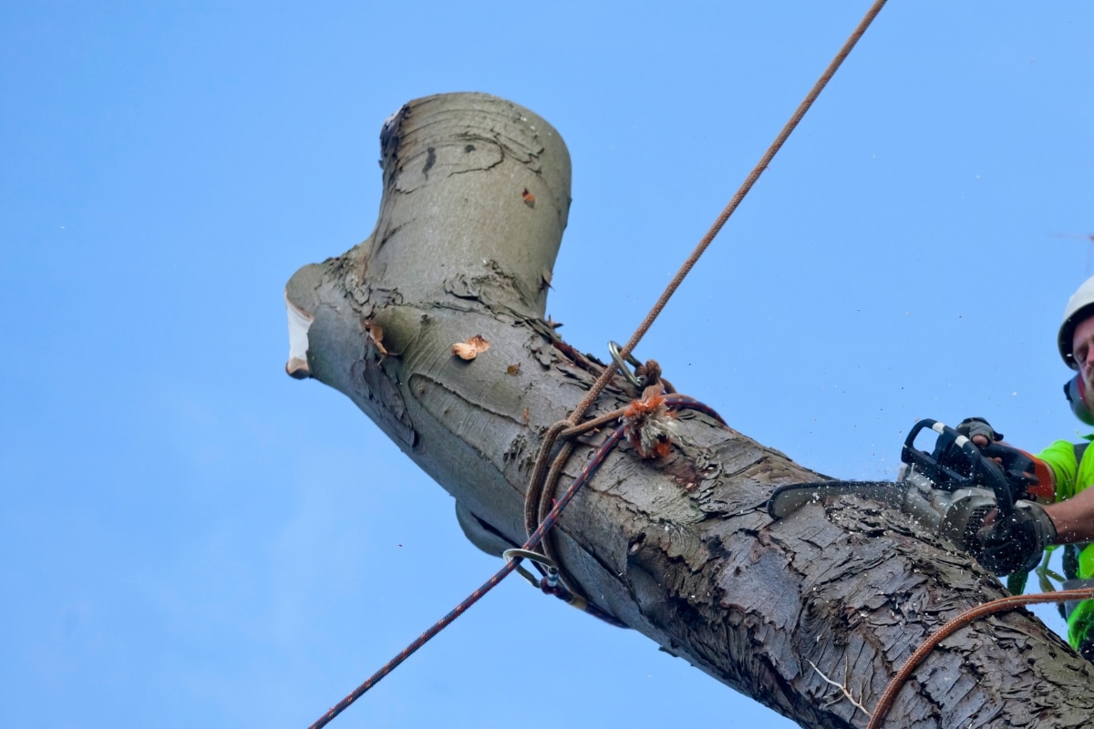 Tree Removal Services Traditional Felling ArborPro Tree Service North Carolina