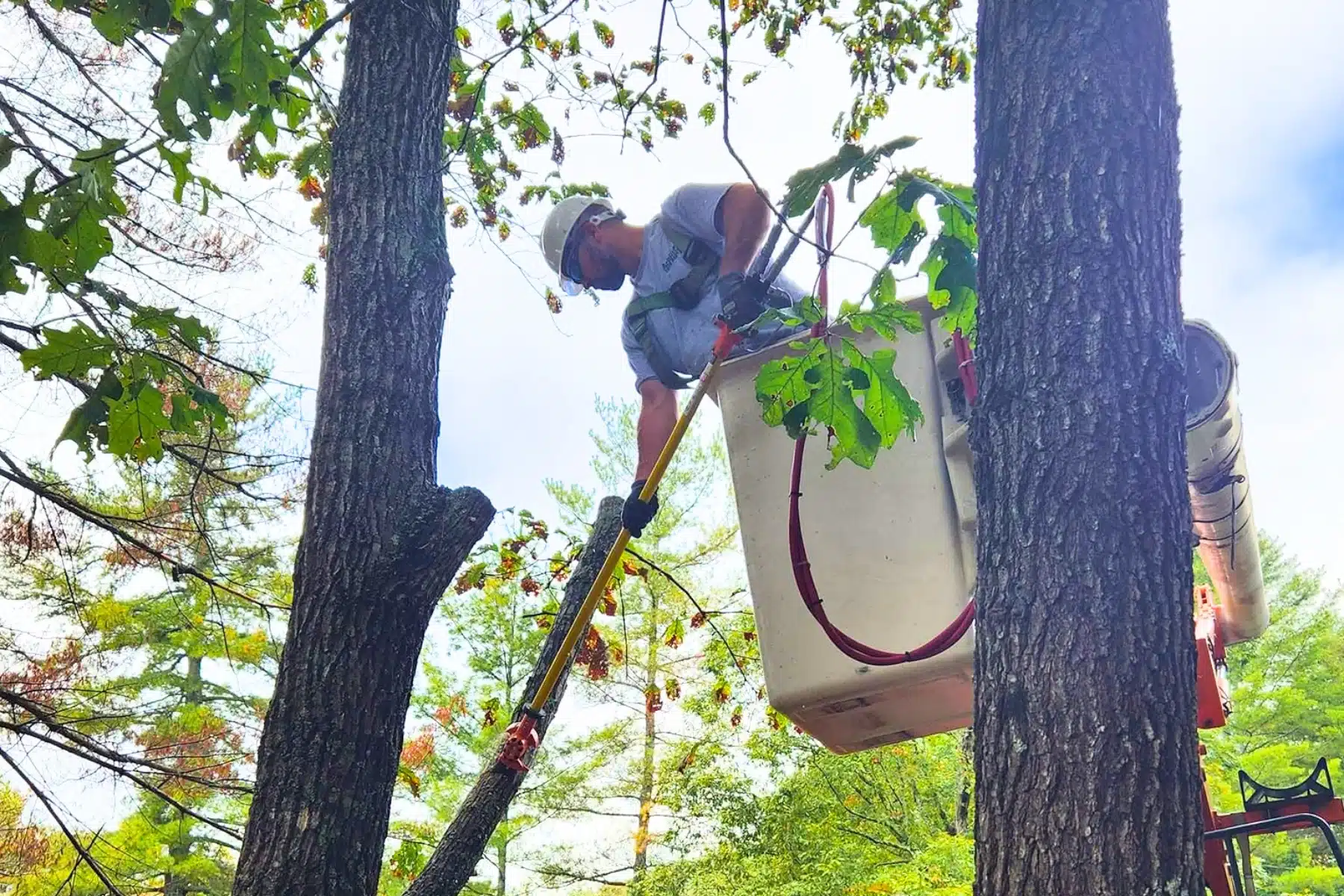 Tree Trimming and Pruning Services ArborPro Tree Service North Carolina
