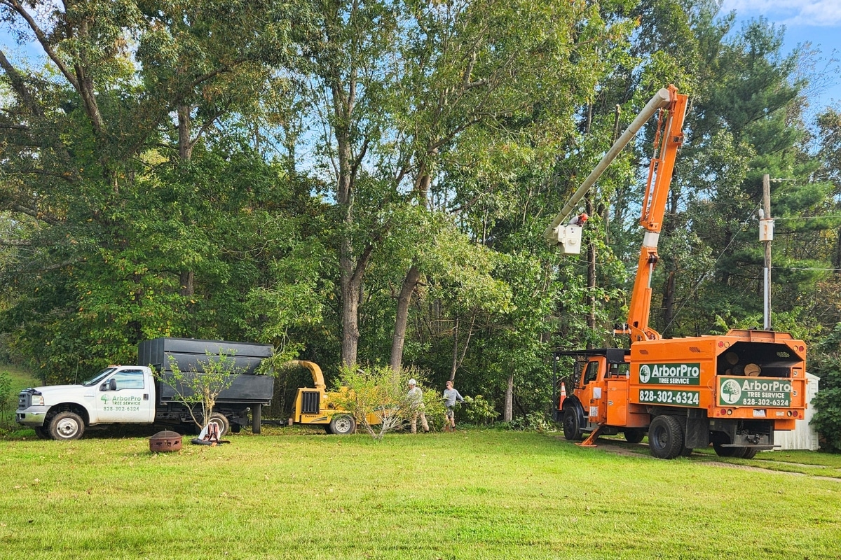Tree Trimming and Pruning Services Maintenance ArborPro Tree Service North Carolina