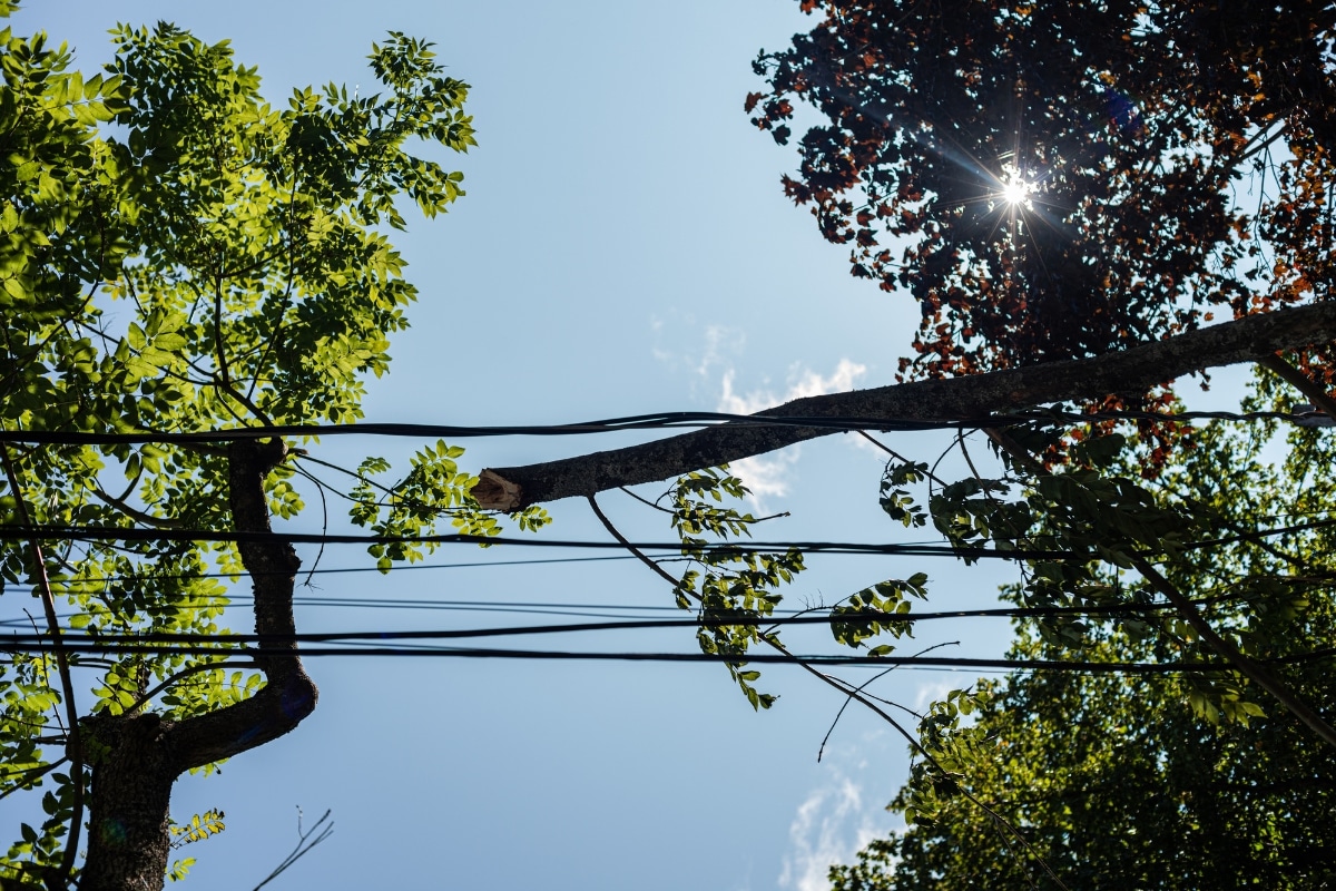 Utility Specialists Powerline Storm Damage ArborPro Tree Service North Carolina
