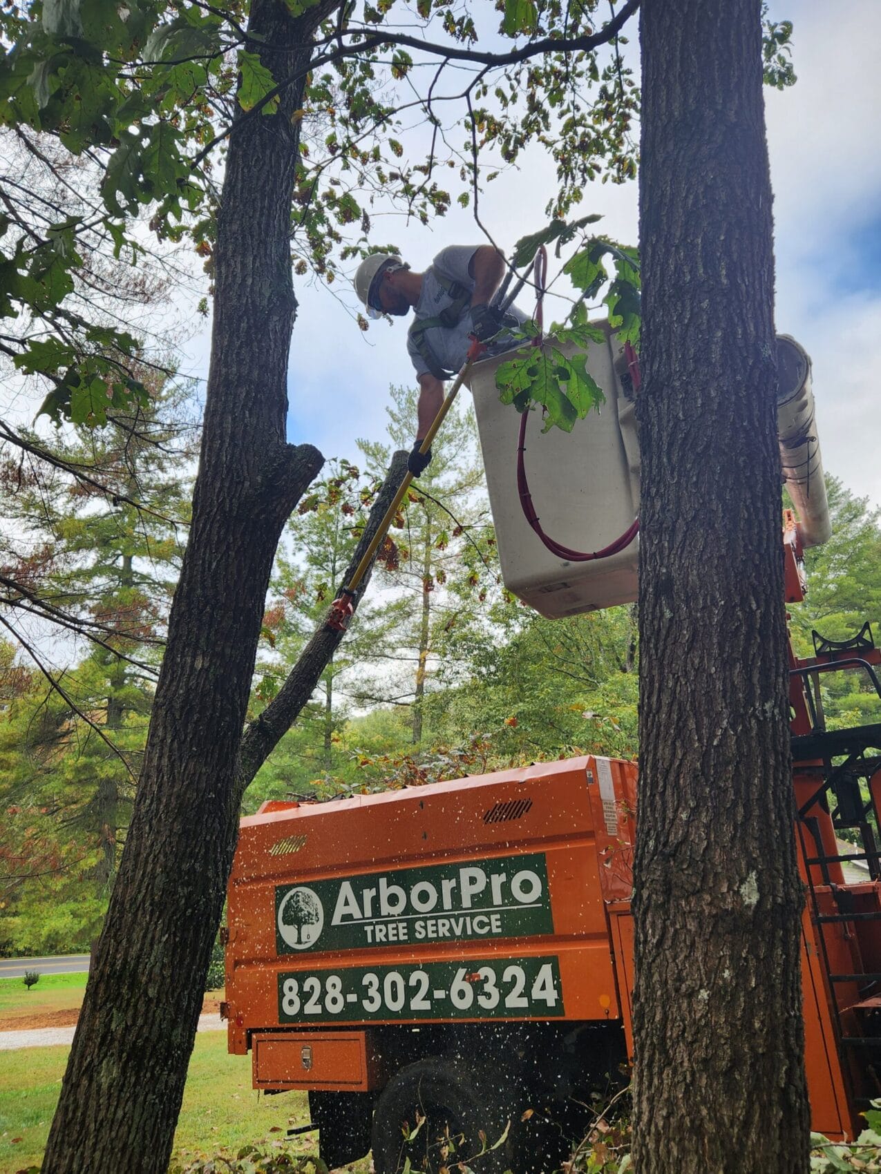 Man trimming limb of tree while in bucket