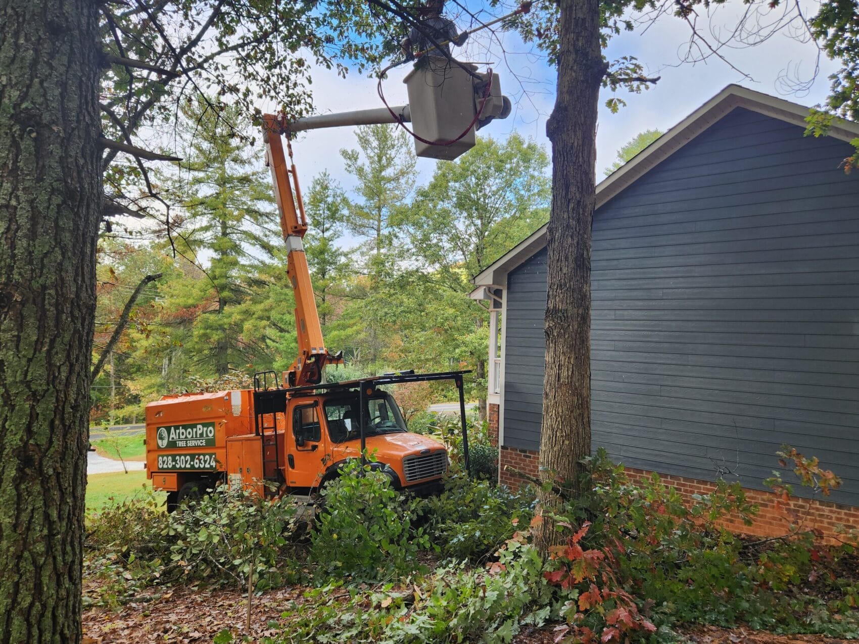 Arborist in bucket crane to reach high limbs