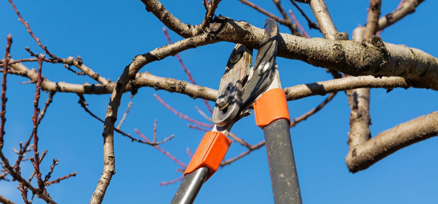 Close-up of pruning shears cutting a tree branch during routine tree maintenance against a clear blue sky.