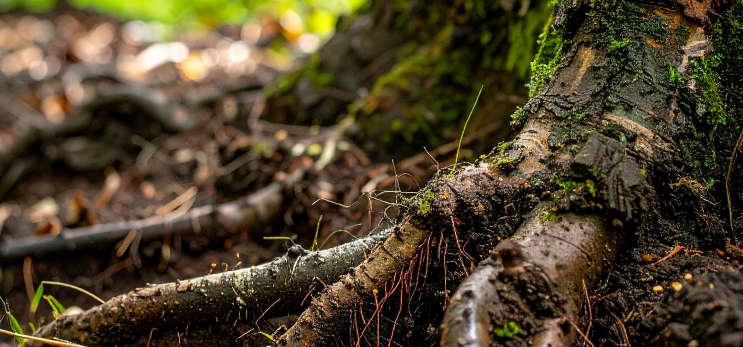 Exposed tree roots spreading through soil near a tree trunk, illustrating how tree root damage can impact ground stability and nearby property structures.