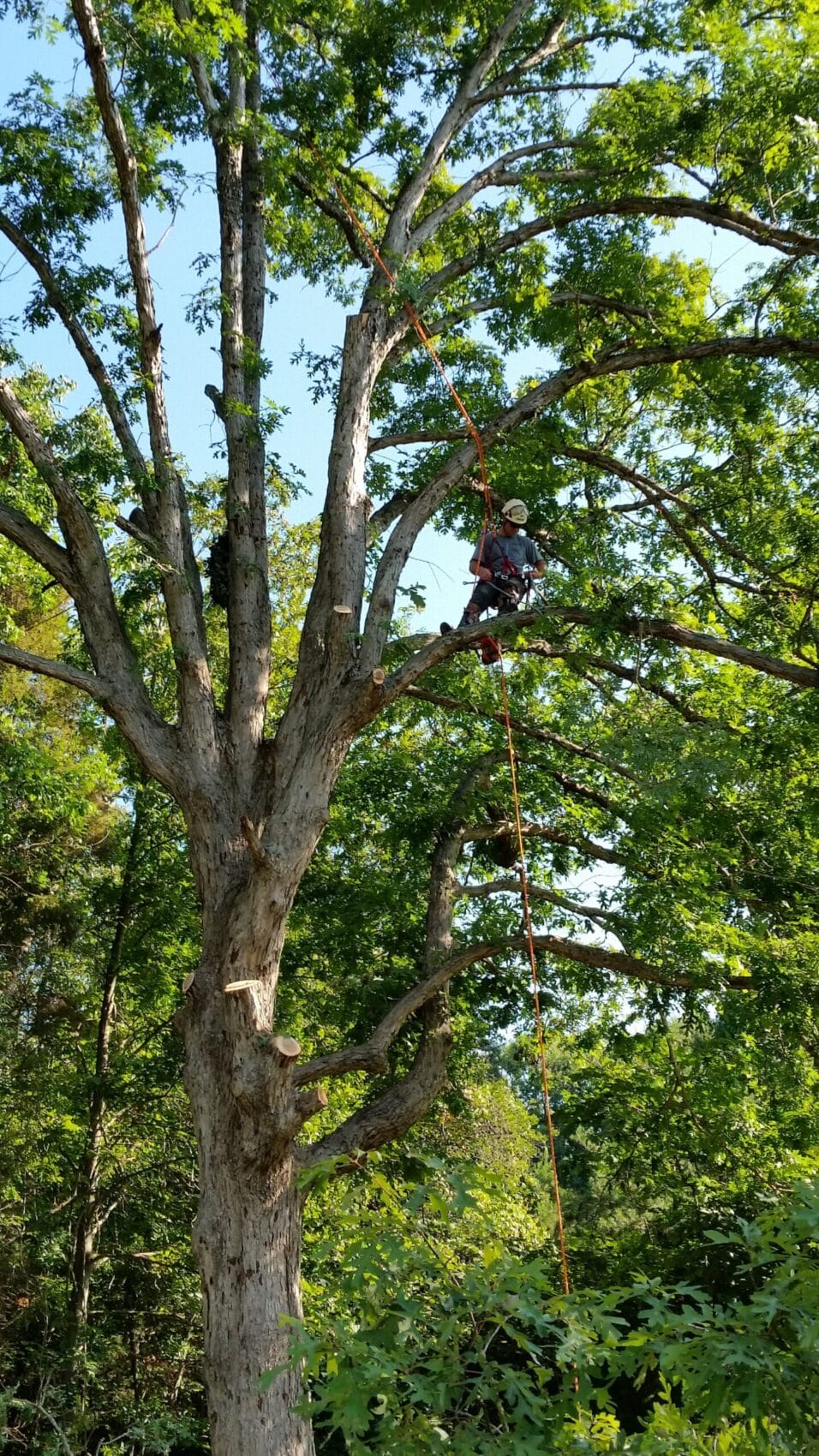Tree trimming / pruning