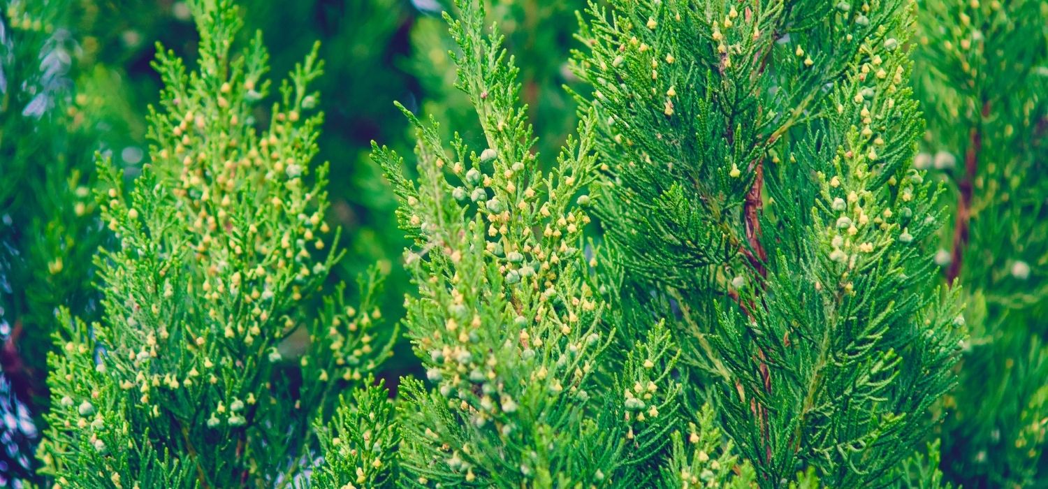 Close-up of healthy evergreen tree foliage showing dense green needles and new growth, representing the diverse tree canopy found in Hickory, North Carolina.