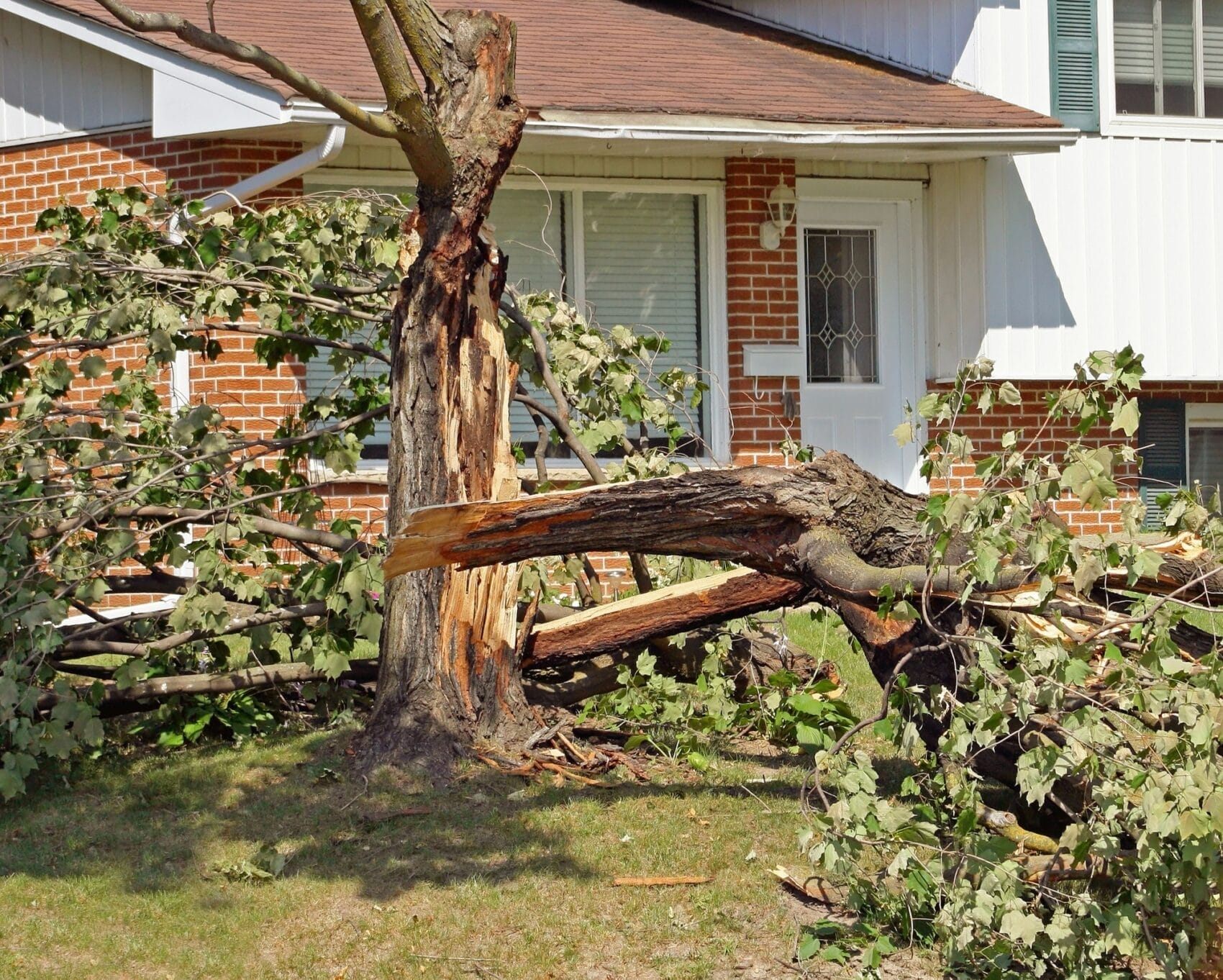 Emergency Tree Service in Nebo NC