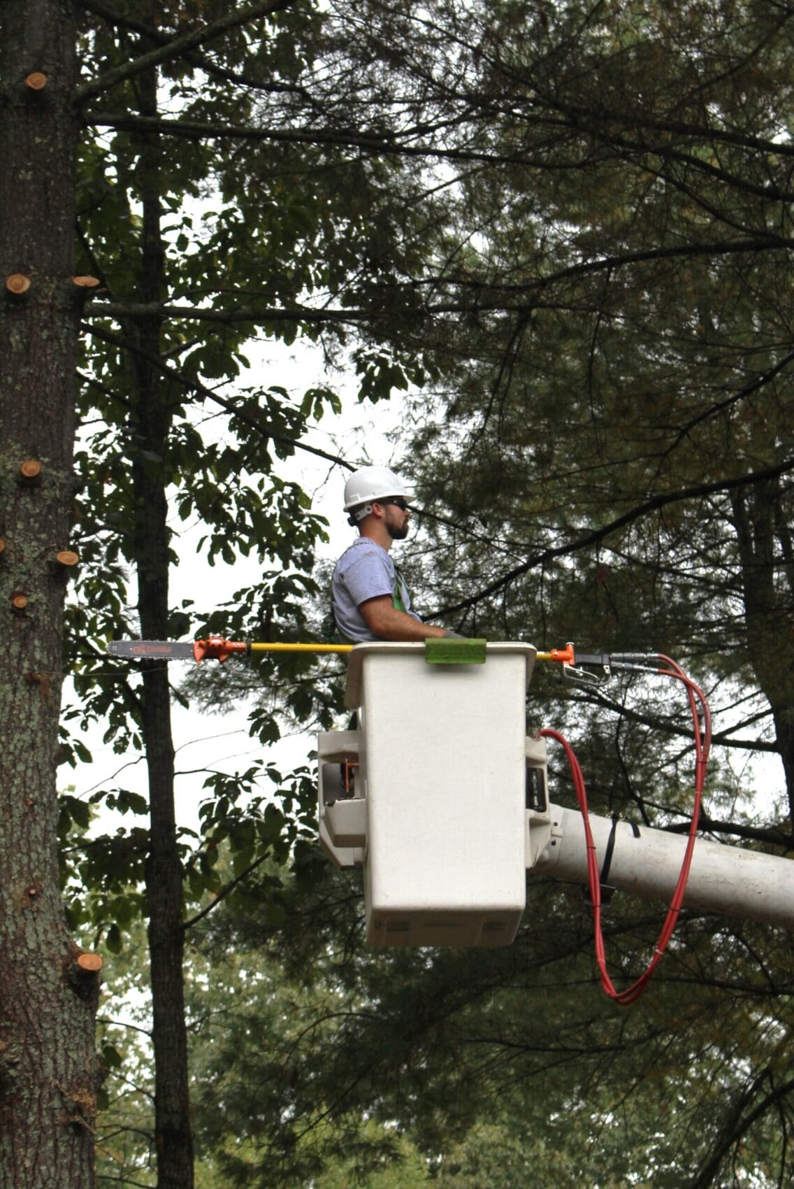 Tree Preservation